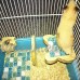 Hamster de Refroidissement Mat en Plastique Pet Cooling Pad pour Chinchilla et Petits Animaux et Cobayes par Awhao S - B072DVJD23