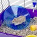 Moonpet Soucoupe volante Roue d'exercice pour petits animaux Hamster Rat  Silent Spinner  antidérapant Exécuter Disc - B01MXN1HXQ