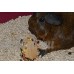 Lucas The Wombat for His Friends : Petit collations – 6 x 40 g – Set. Friandises pour tous les rongeurs et lapin. - B06XTNH53Q