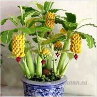 KINGDUO 30 PCs nains graines de bananier bonsaï arbre tropical fruits fleurs balcon pour les plantes à la maison - B07D57H5ND