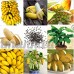 KINGDUO 30 PCs nains graines de bananier bonsaï arbre tropical fruits fleurs balcon pour les plantes à la maison - B07D57H5ND