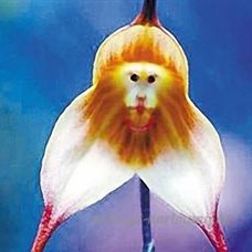 KINGDUO 200pcs Monkey visage orchidées graines de plusieurs variétés plantes jardin bonsaï Flower-#1 - B07D5BCT2N