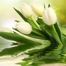 KAYI Blanc Coloré Tulip Fleur Graines Accueil Intérieur Chambre Bonsaï Plante En Pot Facile à Cultiver - B0792XDDT3