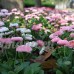KAYI Maison Jardin Daisy Graines Vivaces Soleil Daisy avec Double Rabat Belle Fleur Facile Cultiver Mixte Couleur Bonsaï - B0792XGFVF