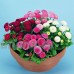 KAYI Maison Jardin Daisy Graines Vivaces Soleil Daisy avec Double Rabat Belle Fleur Facile Cultiver Mixte Couleur Bonsaï - B0792XGFVF