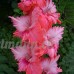 KINGDUO 100 Pcs Gladiolus Vivaces Graines Jardin Fleuri Aérobie En Pot Plantes Épée Lily Fleurs-5 - B07DD6XS9Q