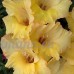 KINGDUO 100 Pcs Gladiolus Vivaces Graines Jardin Fleuri Aérobie En Pot Plantes Épée Lily Fleurs-5 - B07DD6XS9Q