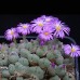 KINGDUO 100Pcs/Bag Violet Succulentes Lithops Graines Jardin Plantation Bureau Balcon Décoration Fleurs - B07DD6JSN1