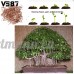 KINGDUO 150Pcs Bonsai Graines Pleurant Fig - Ficus Benjamina Accueil Plante Vert Bonsaï - B07DD688CQ
