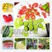 KINGDUO 20 Pcs/Pack Doigt Limes Agrumes Orange Graines Jardin Balcon Bonsai Fruit Des Semences D'Arbres Plantation-Vert - B07DBXBQ7S