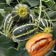 KINGDUO 50Pcs/Pack Graines De Melon Brodé Vert Rayé Fruits Comestibles Graines Jardin Semis De Printemps - B07DBVNW4P