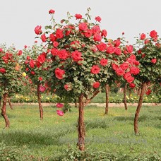 KINGDUO 100Pcs Rouge Rose Arbre Graines Diy Maison Jardin En Pot Balcon Jardinage Plante Fleur - B07D8LRKPN