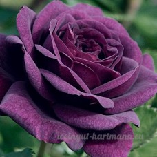 KINGDUO 100Pcs Purple Rose Seeds Garden Flower Seeds Maison Plantes Rares Bonsaï - B07D8LJFCM