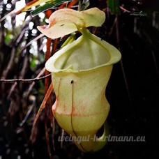 KINGDUO 50Pcs Nepenthes Seeds Plante En Pot Manger Mosqutio Insert Jardin Fleurs En Plein Air Bonsaï-5 - B07D8LJ72Y