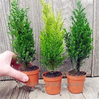 KINGDUO 50 Pcs Italien Cypress Tree Seeds Cupressus Sempervirens Maison Jardin Bonsai  Planter Des Graines - B07D7R78RW