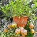 KINGDUO 100 Pcs/Pack Rares Melon Fruit Jardin De Plantes Graines Melon Sucré Du Graines Jardin Semences De Légumes Balcon - B07D7R6M2K