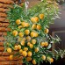 KINGDUO 100 Pcs/Pack Rares Melon Fruit Jardin De Plantes Graines Melon Sucré Du Graines Jardin Semences De Légumes Balcon - B07D7R6M2K