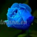 KINGDUO 50pcs bleu rose graines bleu amant rose graines DIY Home Garden Dec bonsaï usine - B07D59K6ZP