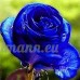 KINGDUO 50pcs bleu rose graines bleu amant rose graines DIY Home Garden Dec bonsaï usine - B07D59K6ZP