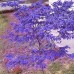KINGDUO 40Pcs pourpre érable graines de couleur rare beau pourpre fantôme bonsaï plantes arbres - B07D571T24