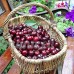 KINGDUO 20 PCs/sac Cherry Seeds Home intérieur fruits bonsaï nain cerisier arbre de graines de plantation - B07D55CL54