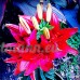 KINGDUO 100 Pcs De Parfum Liliy Graines Graines De Lys De Parfum Bon Marché  Couleur Rare Jardin Fleur Plante-4 - B07D76KYC5
