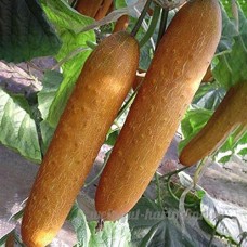 KINGDUO 20Pcs/Pack Orange Concombre Graines Fruits Légumes Croquants Frais Graines Pour La Plantation De Jardin Balcon - B07DD4WBKW