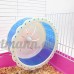 Spaufu Roue d'Exercice Silencieuse pour Hamster Jouets pour Petit Animal Hamster Souris Disque en Plastique (Rose) - B07CSLF3GD